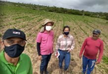 Cultivo consorciado entre algodão e grãos recebe adesão de agricultores da zona rural de Campina Grande