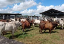 Governo realiza leilão virtual de 67 animais das raças Guzerá, Gir, Pardo Suíço e Sindi