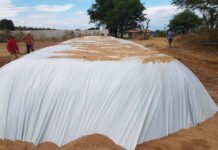 Empaer triplica silagem de sorgo em Estação de Pesquisa e recomenda prática aos criadores