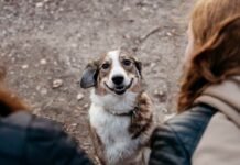 Campanha virtual incentiva doações de animais na Paraíba