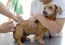 Saúde prepara Dia D da Vacinação contra a Raiva Animal