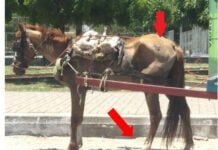 MPPB requer na Justiça o fim da exploração e maus-tratos de animais