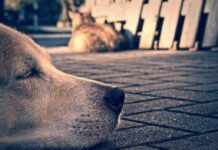 Centros de Zoonoses devem deixar de sacrificar cães e gatos saudáveis