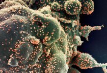 Ministério confirma cinco casos da variante Ômicron no Brasil