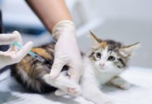 Paraíba ultrapassa a meta da campanha de vacinação contra a raiva animal