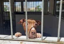 Centro de Controle de Zoonoses alerta e orienta sobre abandono de cães da raça Pitbull