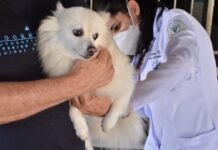 Prefeitura inicia vacinação antirrábica em Campina Grande