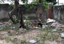 Local do Hospital Veterinário vira abrigo de animais e depósito de lixo, em JP