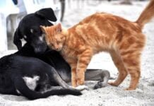 Saúde cadastra ONGs e protetores independentes de animais para avaliar causa animal na Paraíba