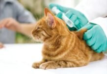 Campina Grande realiza dia D de vacinação antirrábica no próximo sábado (23)