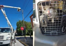 Cidade dos EUA fica sem energia para salvar gato em poste telefônico