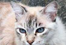 Prefeitura de Campina inicia, nesta sexta-feira, as inscrições para agendamento de cirurgias de castração