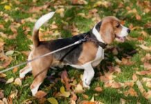 Sancionada lei que garante a entrada de deficientes com animais de assistência emocional em estabelecimentos e ônibus da Paraíba