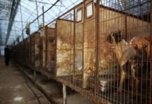 Coreia do Sul aprova lei que proíbe consumo de carne de cachorro no País