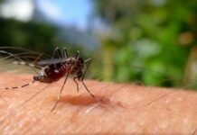 Em uma semana, casos prováveis de dengue sobem de 120 mil para 217 mil