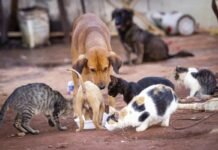 Prefeitura de Monteiro proíbe população de alimentar animais de rua e Comissão da OAB-PB promete acionar Justiça