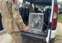 Operação Quatro Patas: Forças de Segurança efetuam prisões e notificam crimes de maus-tratos de animais, em Campina Grande
