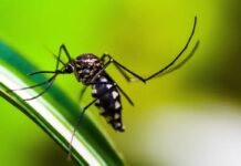 Brasil tem quase mil mortes por dengue em investigação