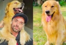 Cachorro morre após falha no transporte aéreo da Gol em Guarulhos