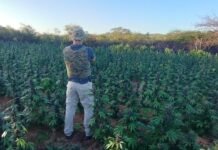 Polícia Federal encontra plantação de um hectare e meio de maconha na Paraíba