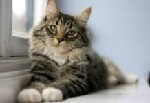 Governo da Paraíba abre novas vagas para castração gratuita de cães e gatos em clínicas credenciadas