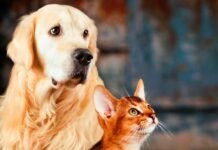 Saiba como funciona o SinPatinhas, novo RG Animal para cães e gatos