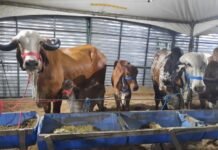 55ª Exposição de Animais começa neste domingo em Campina Grande