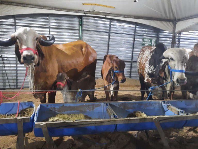 Expapi 2025 começa neste domingo em Campina Grande com expectativa de R$ 20 milhões em negócios
