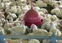 China, UE e Argentina suspendem compras de carne de frango do Brasil