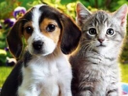 Governo da Paraíba oferece vagas para castração de cães e gatos em João Pessoa