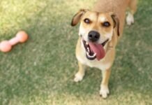 ONG Tio Patinhas realiza evento de adoção pet no Parque da Paz, neste domingo (10)