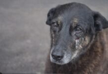 Polícia conclui caso do cachorro Orelha e pede internação de um adolescente