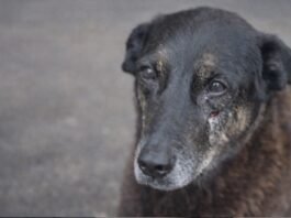 Polícia conclui caso do cachorro Orelha e pede internação de um adolescente