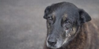 Polícia conclui caso do cachorro Orelha e pede internação de um adolescente