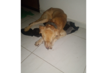 Mulher é presa suspeita de abandonar cachorro em apartamento em Campina Grande