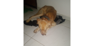 Mulher é presa suspeita de abandonar cachorro em apartamento em Campina Grande
