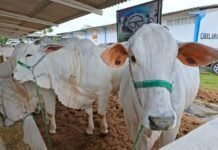 56ª Expapi reúne mais de 1,2 mil animais e implementos agropecuários em Campina Grande