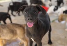 Polícia investiga morte de 60 cães no Sertão da Paraíba