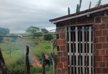 Homem é indiciado por matar cachorro espancado e jogar animal em fogueira na Paraíba