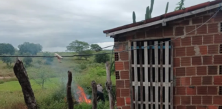 Homem é indiciado por matar cachorro espancado e jogar animal em fogueira na Paraíba