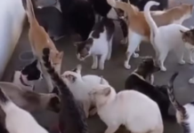 Protetor denuncia prefeitura de Lagoa Seca por deixar alimentação para mais de 250 animais trancada em abrigo