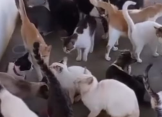 Protetor denuncia prefeitura de Lagoa Seca por deixar alimentação para mais de 250 animais trancada em abrigo