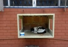 MPT recomenda que UFPB impeça acesso de gatos a prédios da universidade