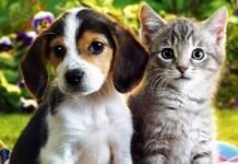 Programa Paraíba Pet oferta 3.100 vagas para castração durante o mês de julho