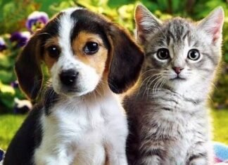 Programa Paraíba Pet oferta 3.100 vagas para castração durante o mês de julho