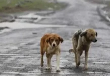Câmara aprova suspensão e cassação da CNH para quem abandonar animal na rua