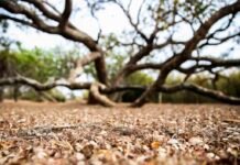 Quatro cidades da Paraíba têm situação de emergência reconhecida devido à estiagem