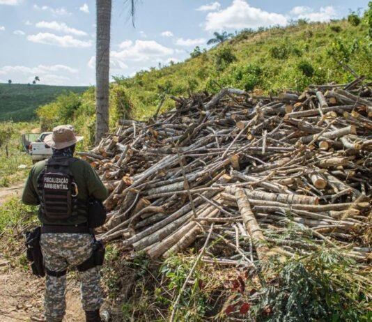 Massaranduba está entre cidades alvo de operação que aplica R$ 2 milhões em multas por desmatamento
