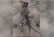 Homem é preso suspeito de maus-tratos contra cachorro em Queimadas