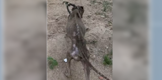 Homem é preso suspeito de maus-tratos contra cachorro em Queimadas
